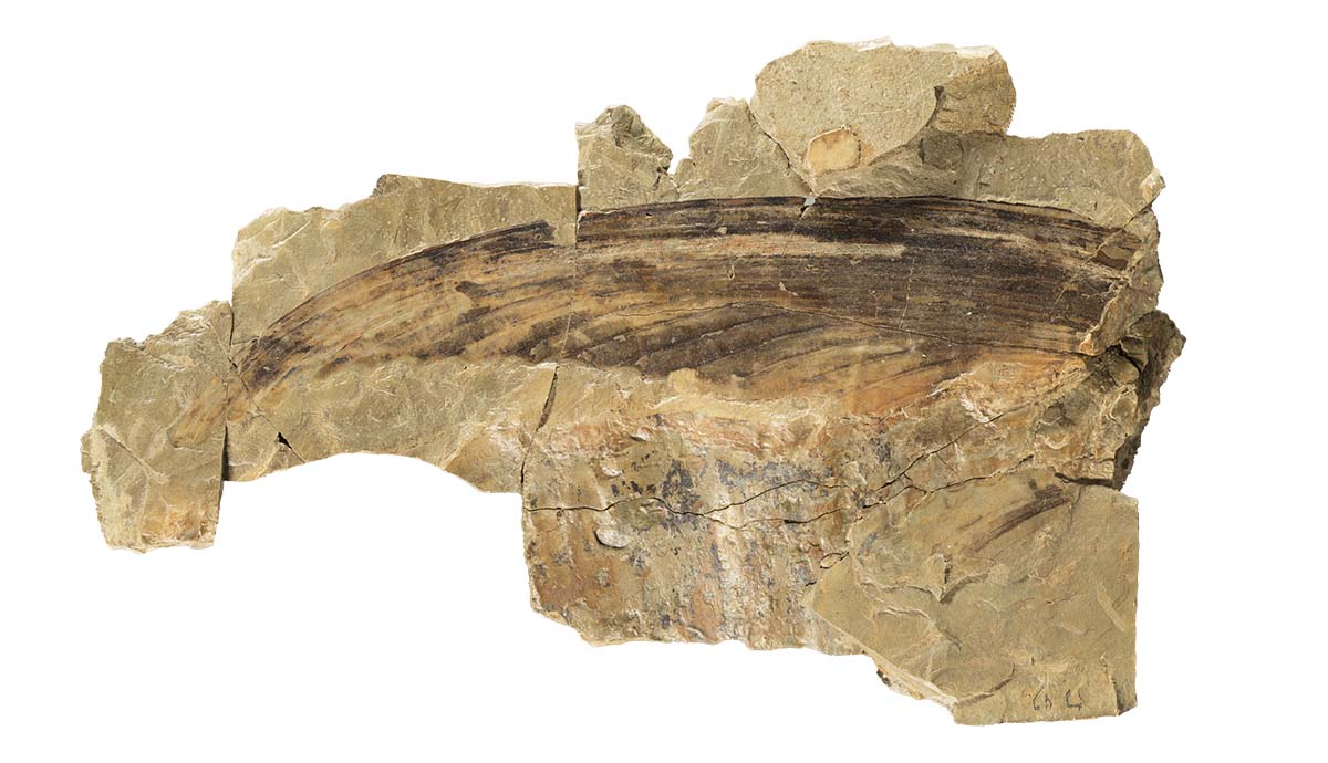 A rock containing a Mirasaura crest, made of tightly packed feather-like structures that form the shape of a sail.
