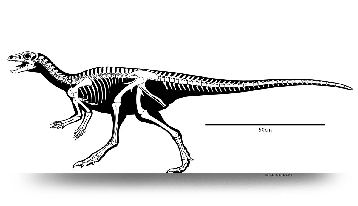 A skeletal diagram showing the bones of Enigmacursor inside an outline of its body shape. A scale bar of 50 centimetres long takes up just under half the dinosaur's length.