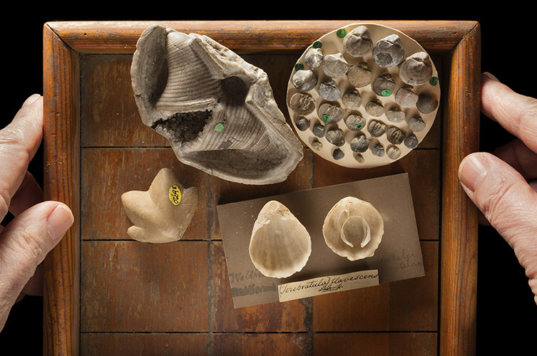 A selection of brachiopods