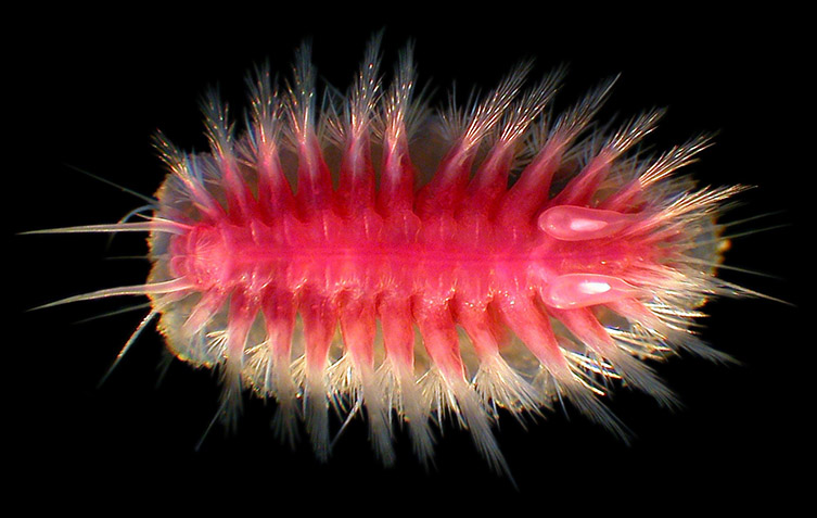 Glover is investigating the lives of deep-sea creatures including this worm, Bathykurila guaymasensis