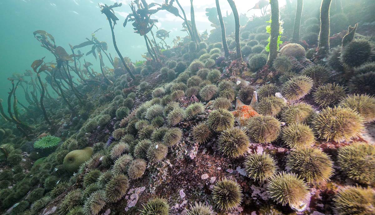 Sea urchins cover the seabed, with a few meagre strands of kelp emerging from between them.