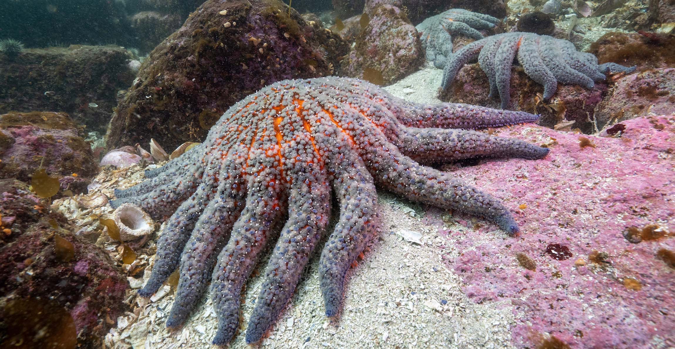 Sunflower sea stars, many-armed grey starfish with hints of red underneath, move across the floor of a cold water fjord.