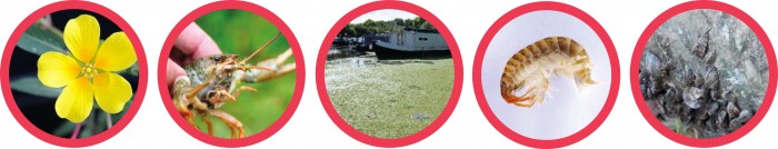 Warning images of five invasive species shown in red circles  
