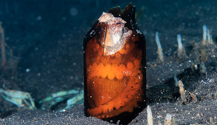 Octopus in a bottle