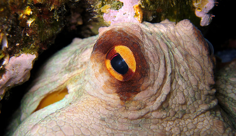 Close up of octopus eye