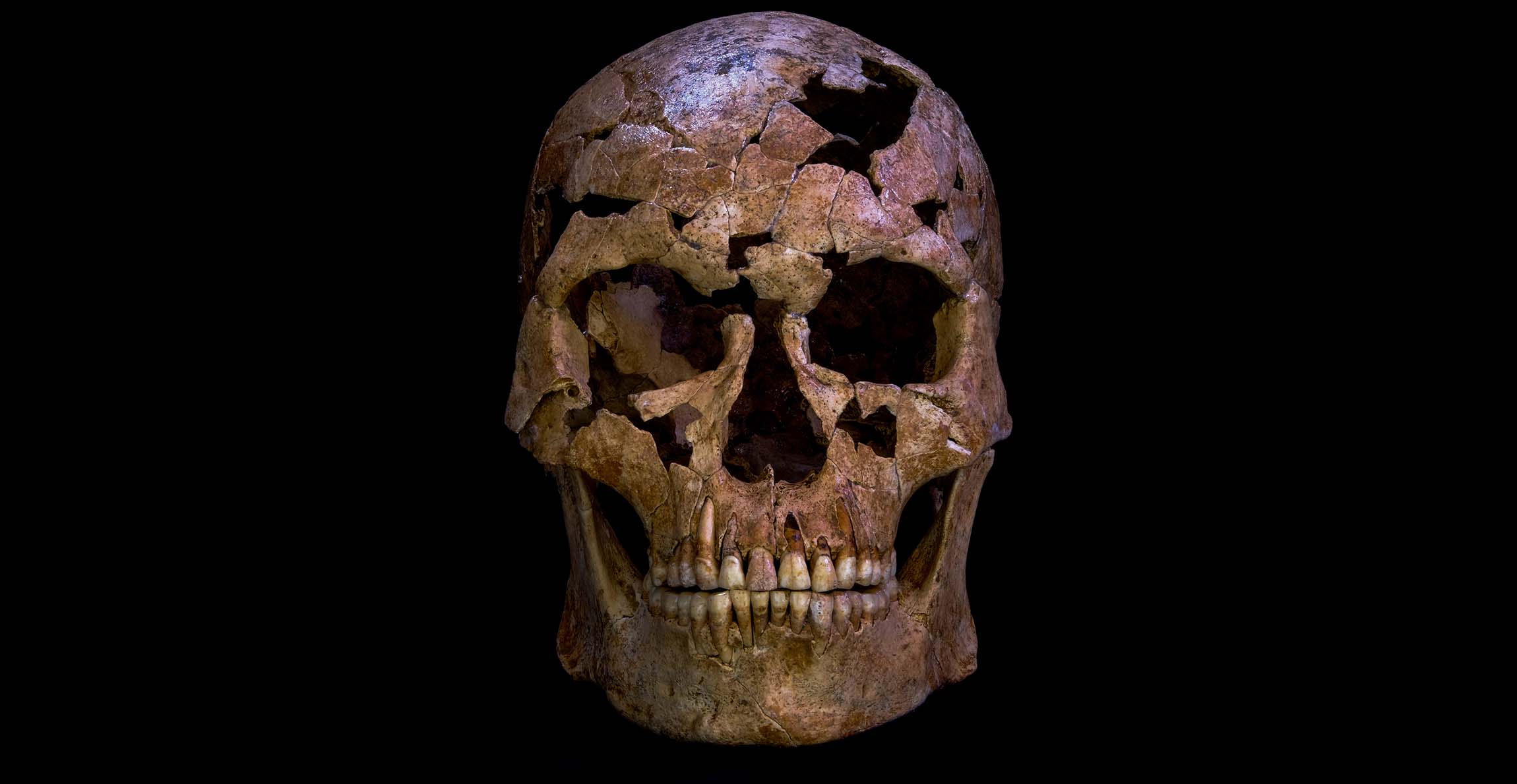 A reconstructed male human skull, with some gaps where bone fragments do not survive.