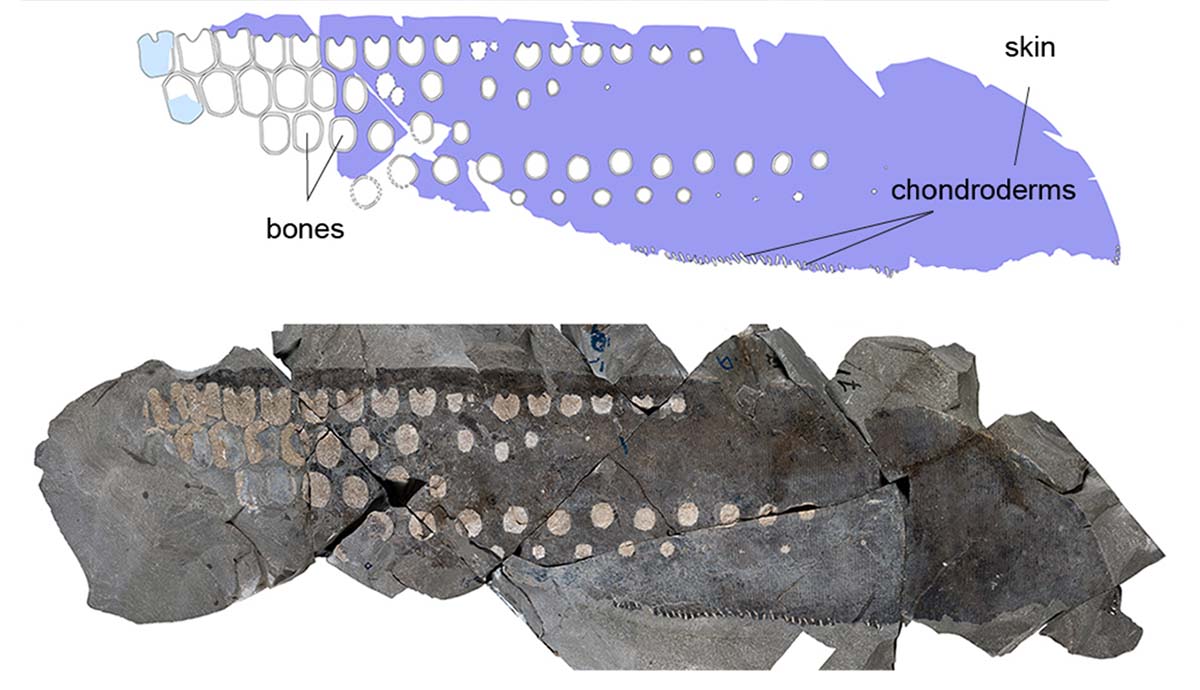 A photo of the flipper fossil and above, a diagram showing the location of bones, soft tissue and chondroderm within it.