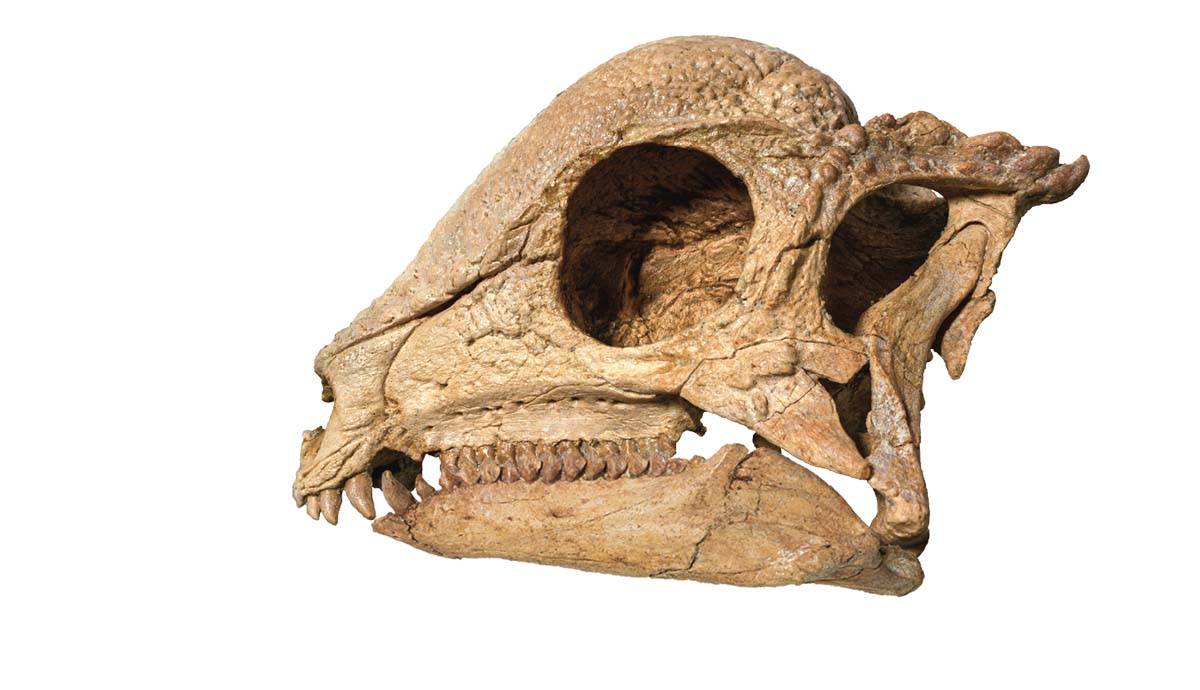 The skull of Zavacephale rinpoche, showing a thick dome on the top of its head, a large eye socket and a row of tiny teeth.
