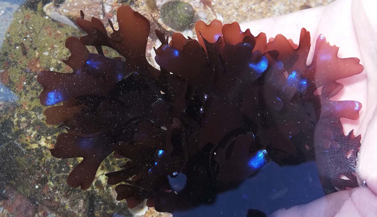 An Irish moss seaweed, a leafy brown organism, is held in a human hand with small patches of shimmering blue colour.