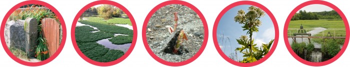 Five red circles containing images of invasive plants