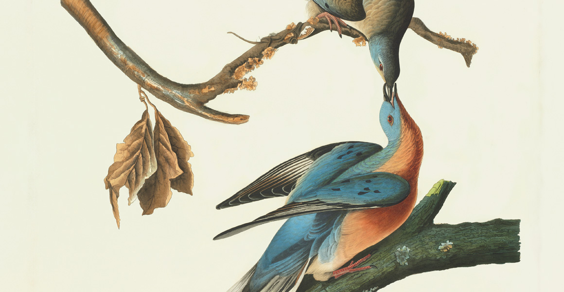 Illustration of a male passenger pigeon on a branch reaching up to join beaks with a female on a branch above it. The male has a red breast and blue-grey head, body and wings, while the female has a browner body.