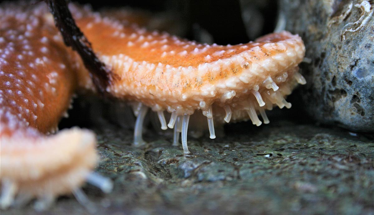 A close up of an orange starfish arm, showing numberous white-transparent feet all along its bottom edge. 