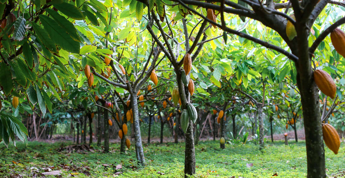 A cacao tree plantation with pods on the trees.