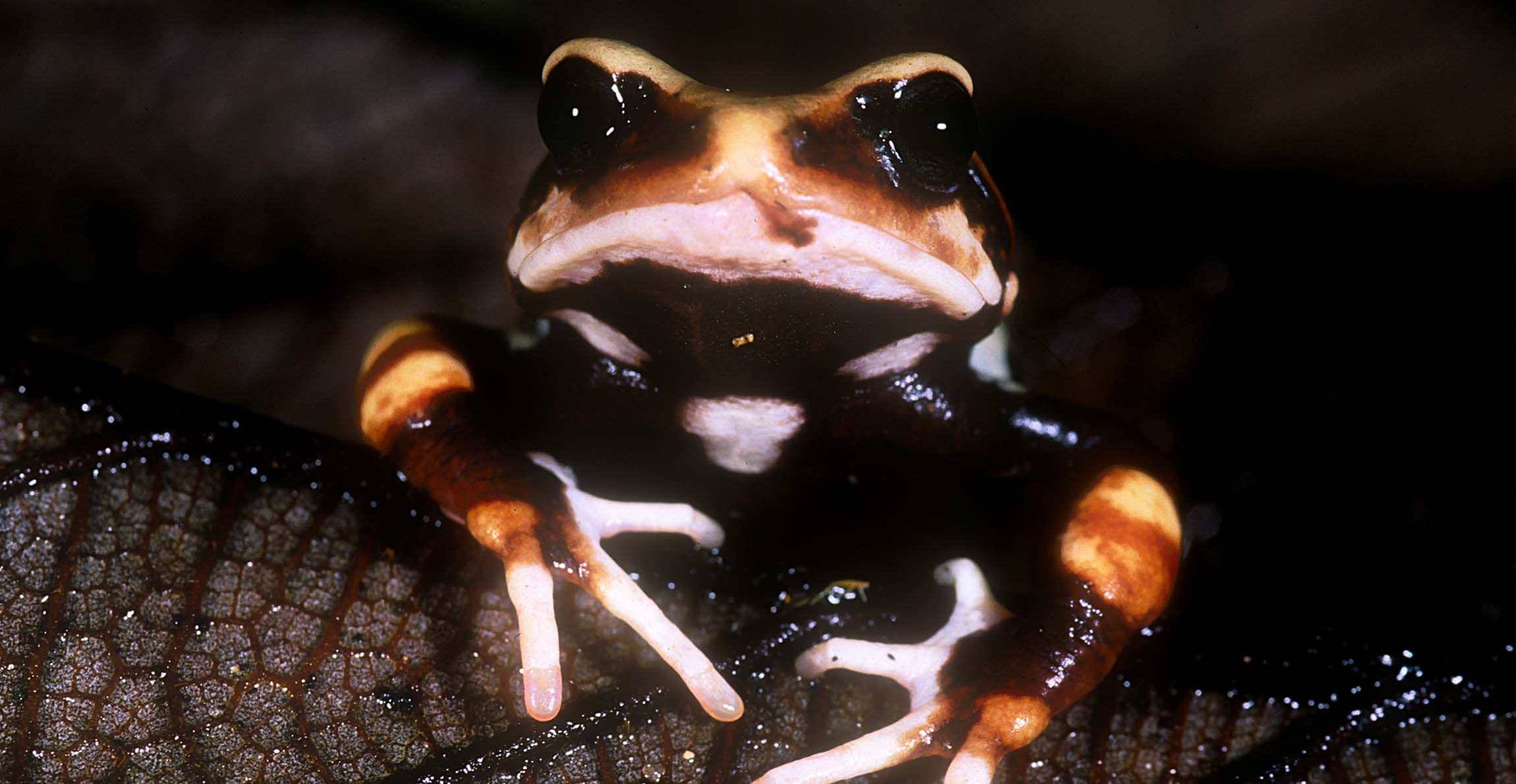 A black and orange frog looking towards the camera