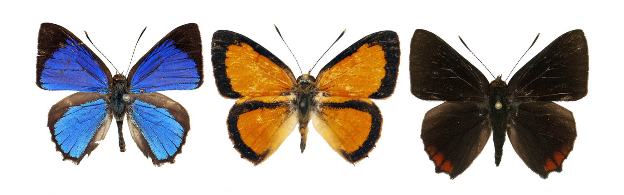 Three butterflies in a line. The first one has bright blue wings with black borders, the second bright orange with black and the third is all black apart from two little patches of bright red just kissing the edges of the lower wings.