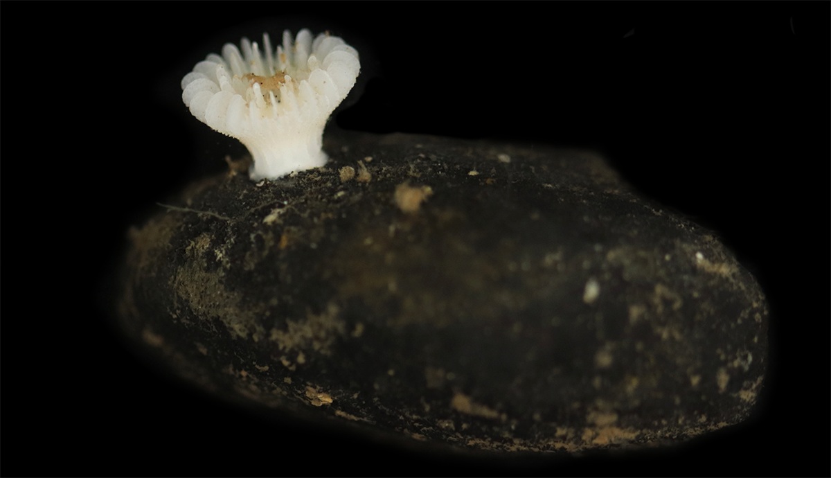 A bright white circular coral with a stalk growing on a black rock.