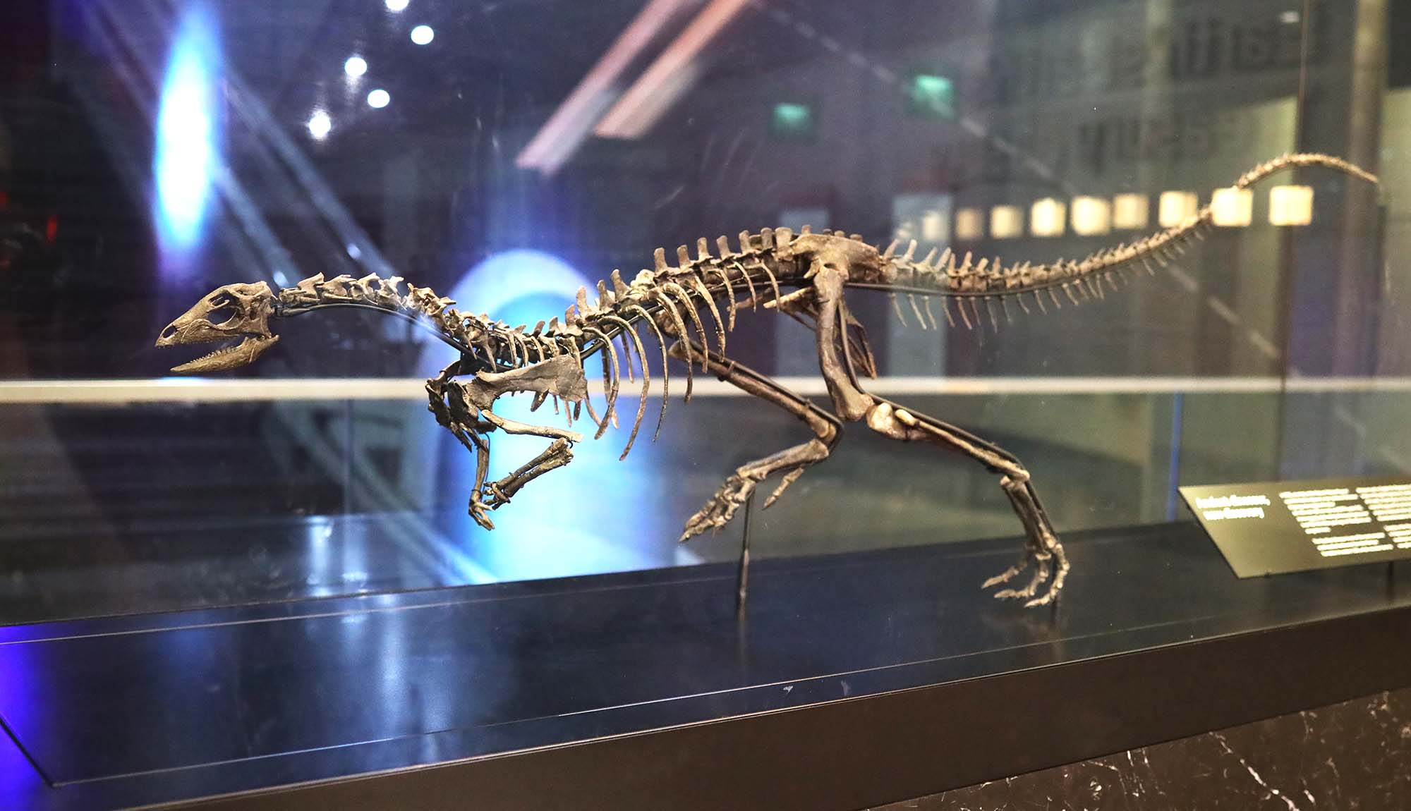 The skeleton of Enigmacursor on display at the Natural History Museum, London. 