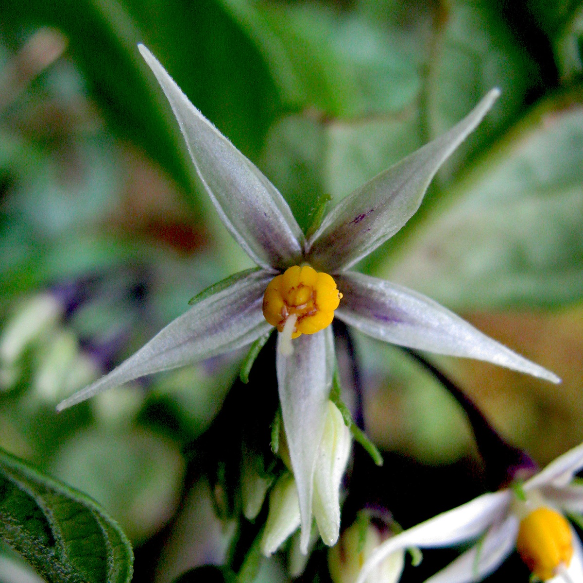 A flower with five long, sharp petals. The petals are creamy white going towards purple in the middle, with a yellow centre.