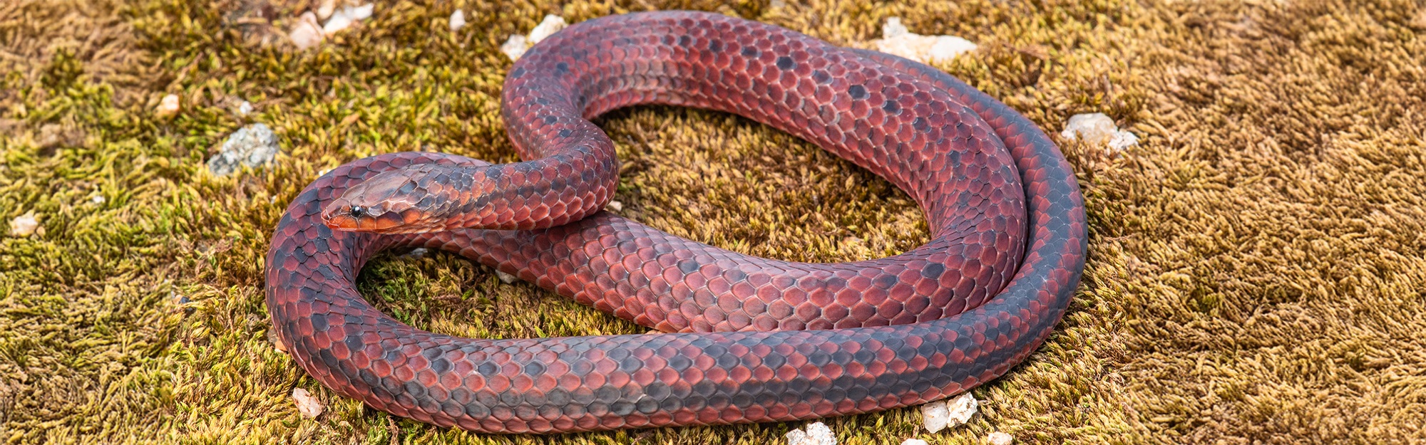 A striking red wine and black coloured snake sitting on some green moss.