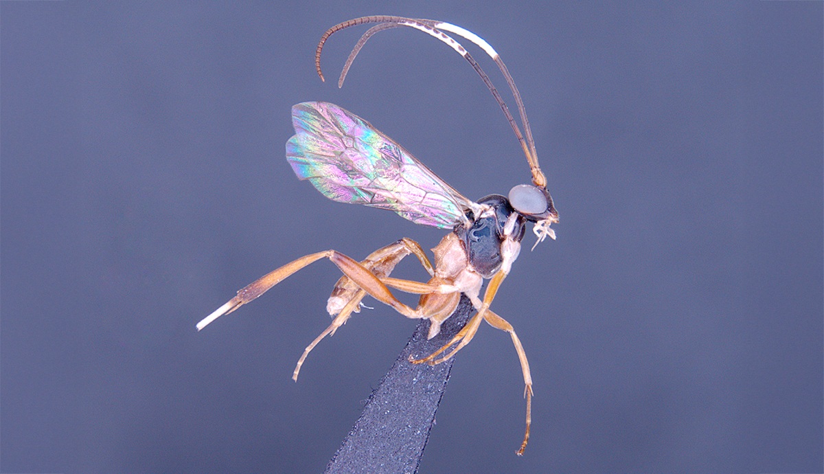 A small insect with a black and orange body, large eyes and long, antenna sweeping back over its head and pair of rainbow-tinted wings.