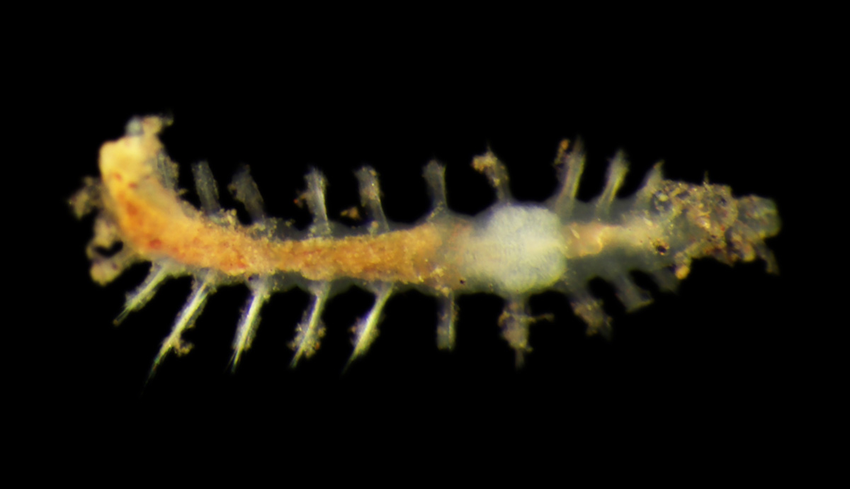 A close up image of a polychaete worm with bunches of bristles all along its body.