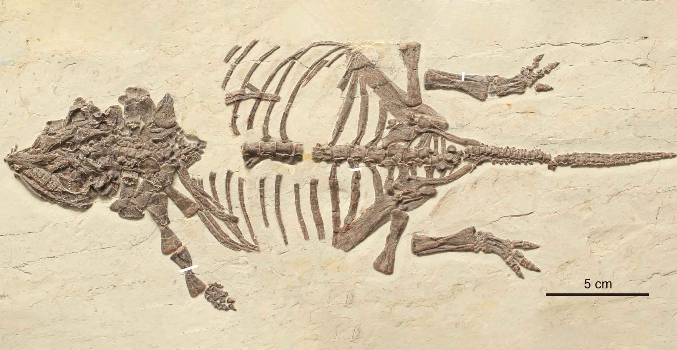 The fossil of a Liaoningosaurus taken from above. The specimen is reasonably complete with a few posts and a hand missing.