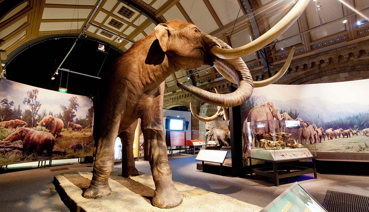 A reconstruction of the Columbian mammoth standing in the middle of an exhibition about the Ice Age.