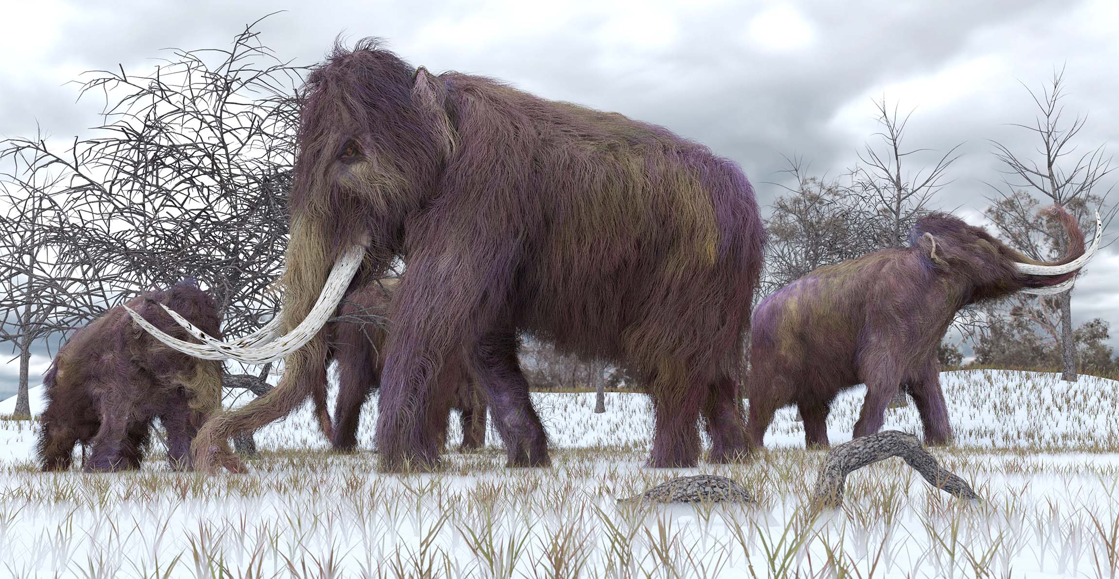 A group of woolly mammoths of different sizes in a tundra landscape with barren trees in the distance.