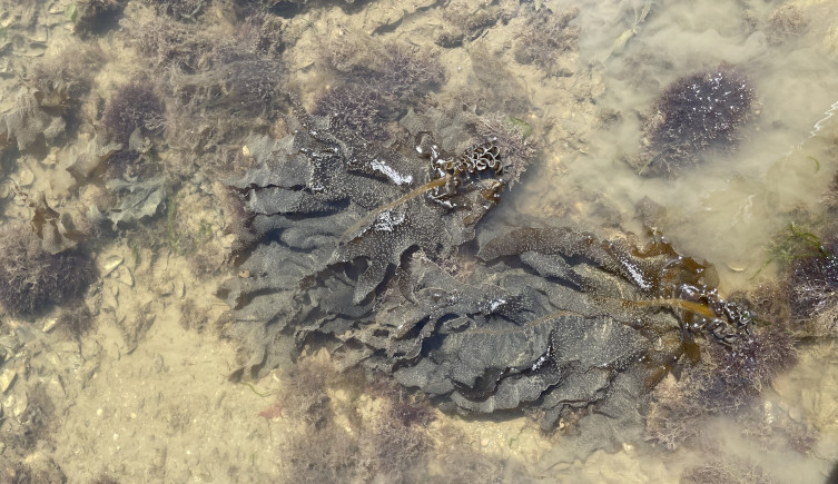 Brown wakame grows in shallow water on the coast.