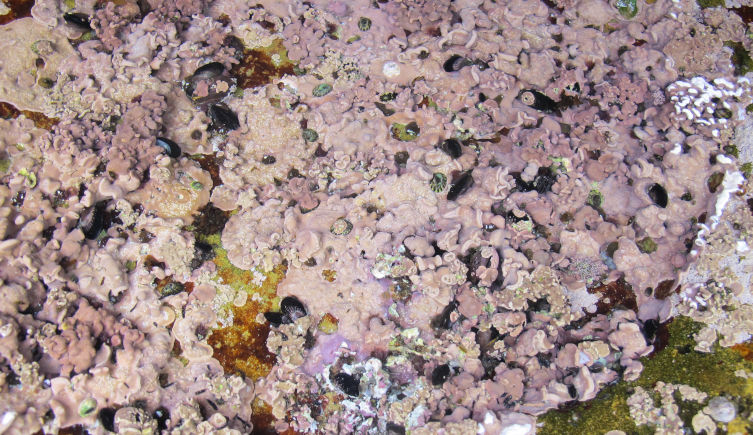 Rocks encrusted with a pink layer of calcified seaweed.