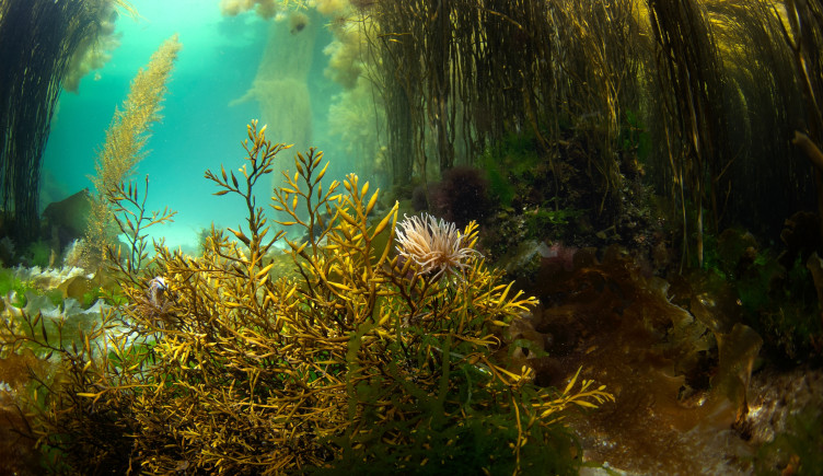 Kelp forests rise up above other marine plants and an anemone.