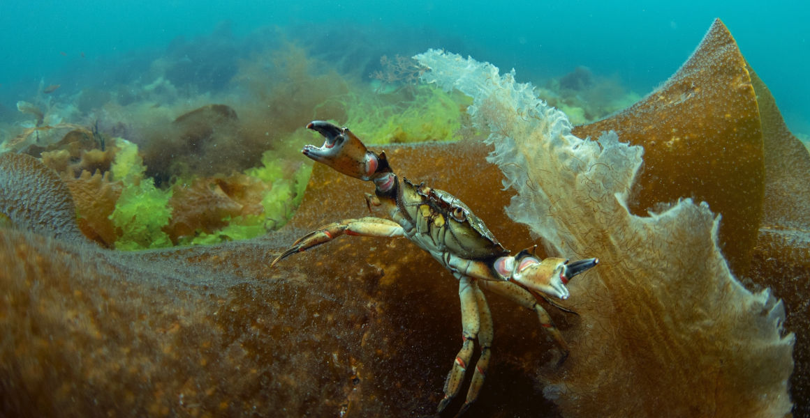 A crab with its arms outstretched on top of brown kelp on the seafloor.