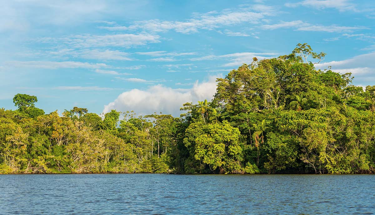 Lush green trees grow by the edge of a river in a tropical rainforest.