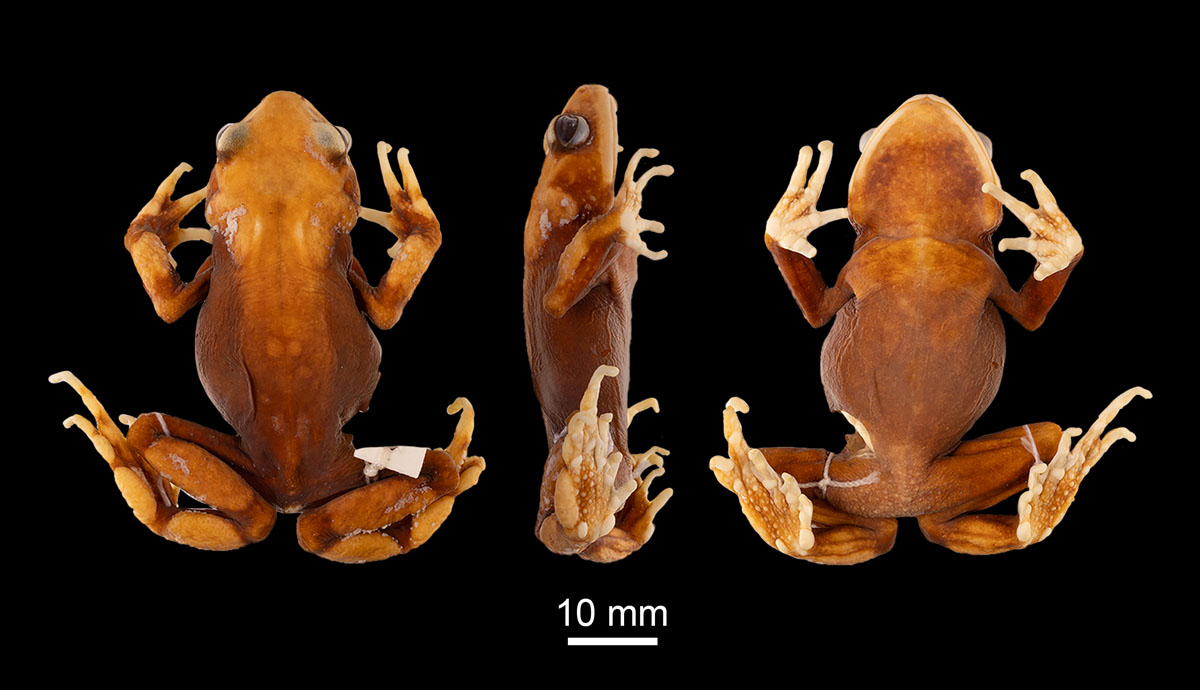 Three different angles of a preserved toad specimen on a black background. 