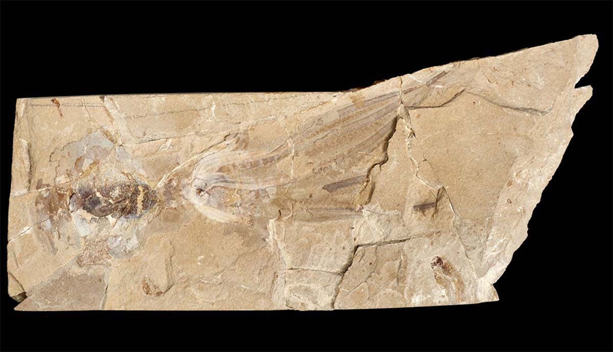 A stone slab containing an octopus fossil, with the outline of its body shape still visible.