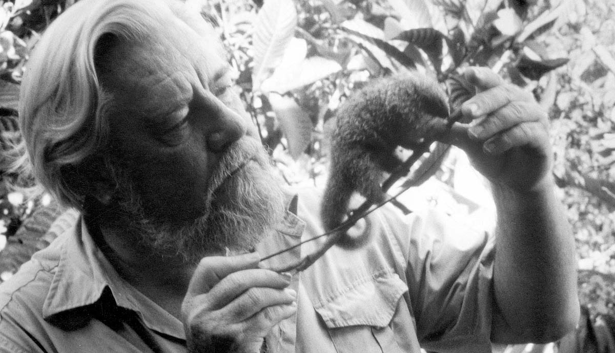 An old black and white photograph of Gerald Durrell holding a small mammal on a stick.