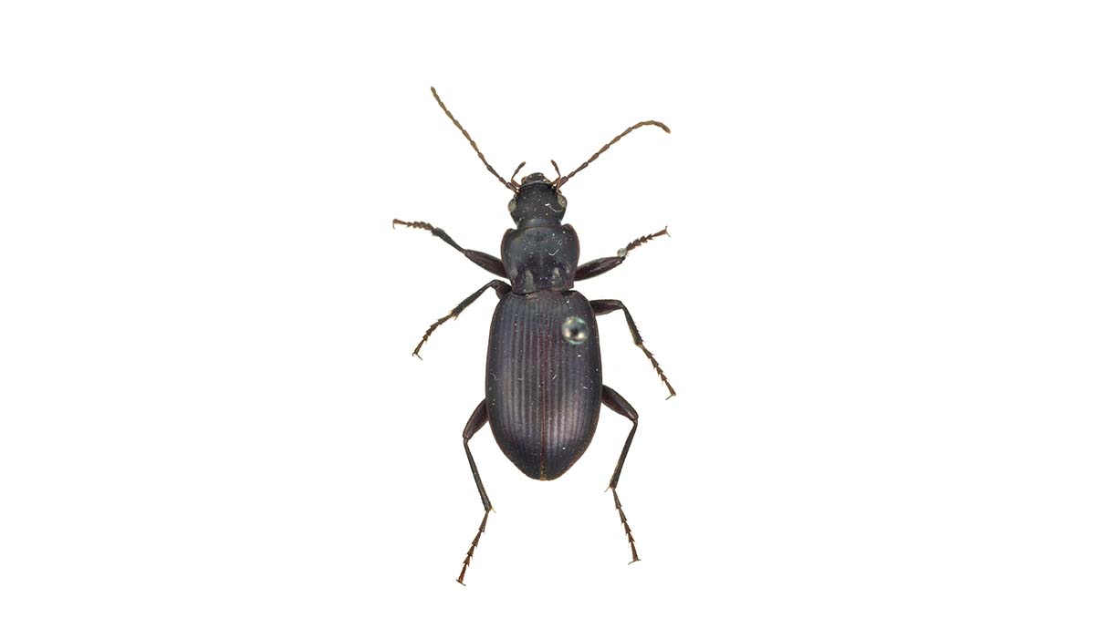 A pinned black beetle isolated on a white background.