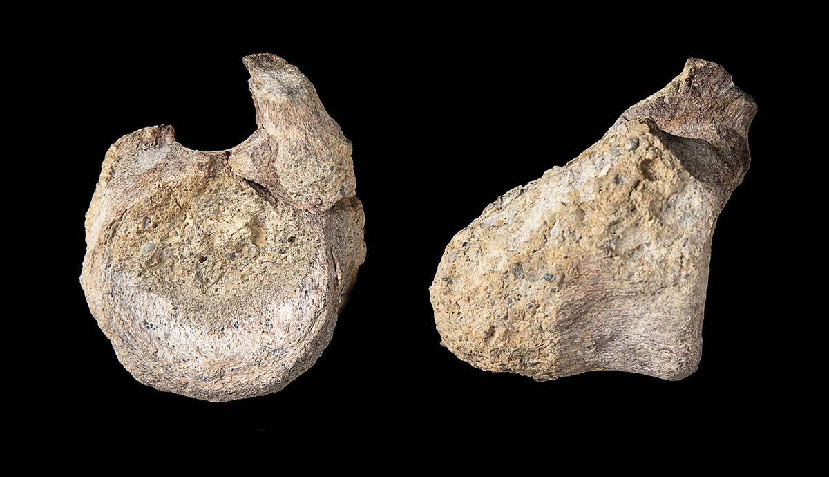 A single dinosaur vertebra fossil on a black background shown from two different angles.