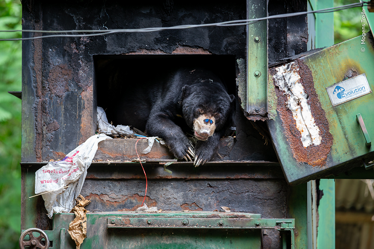 The head and front paws of a bear are seen hanging out the front of a rusted and dilapidated furnace. The bear has a pained expression on its face, on which a bright blue butterfly has landed. 