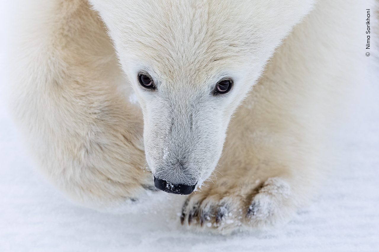 A close cropped image of a polar bear's face and front paws on snow. It is looking directly at the camera. 