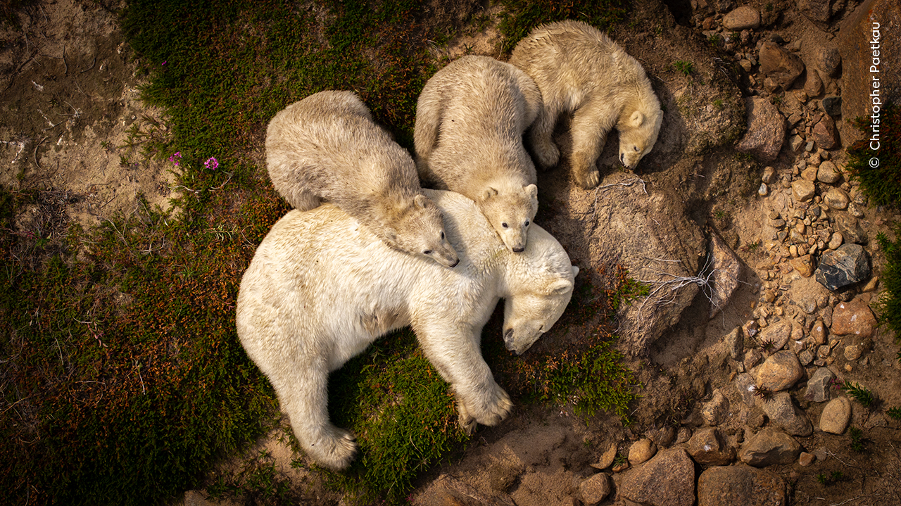 An aerial photo looking down on a family of polar bears. The adult is lying asleep on its side, while three cubs are lying with the heads on top of their parent's body.