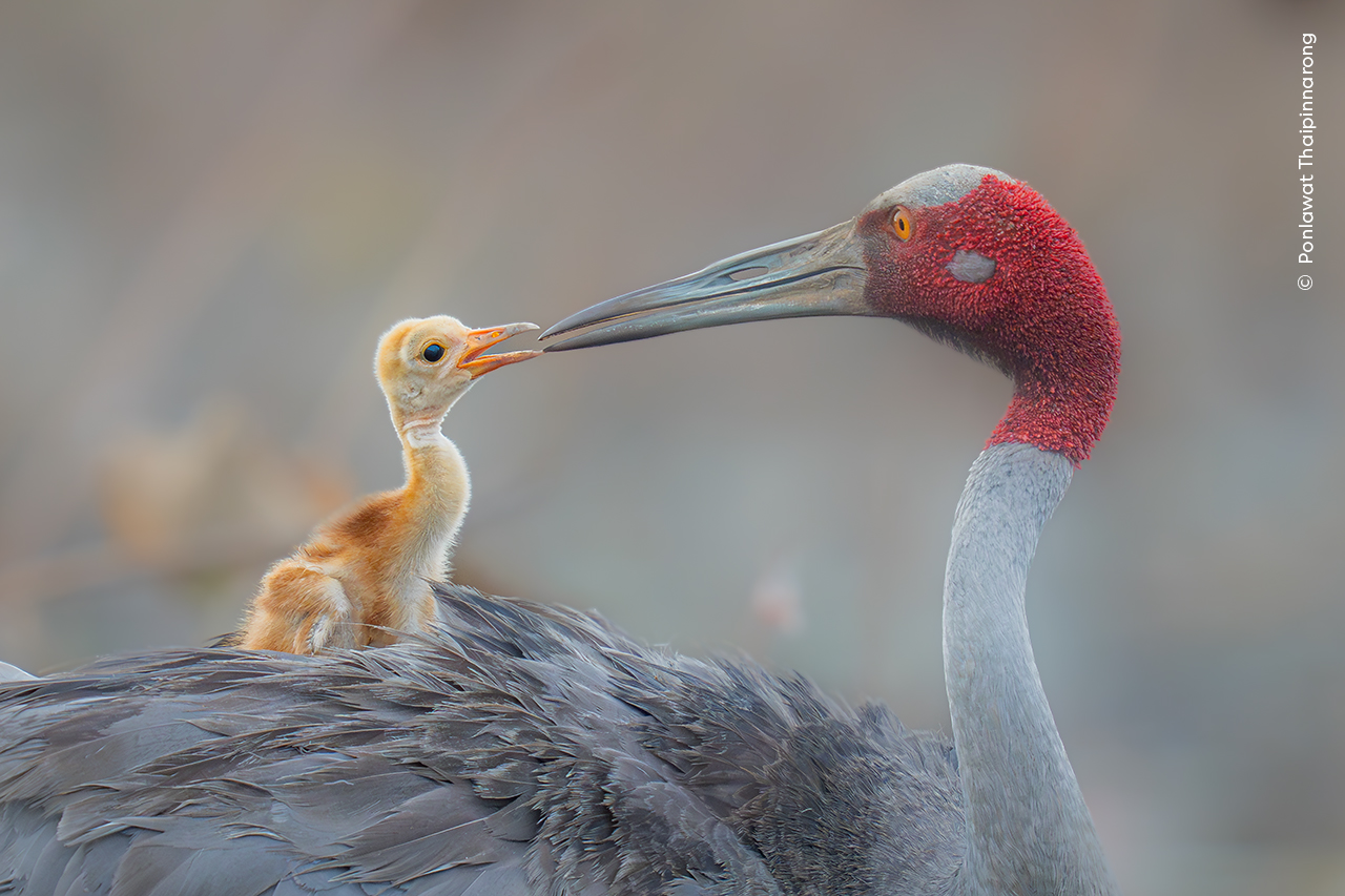 A grey crane with a bright red head is looking backwards to a small, yellow-orange chick that is sitting on its back. The chick and the adult are just touching bills. 