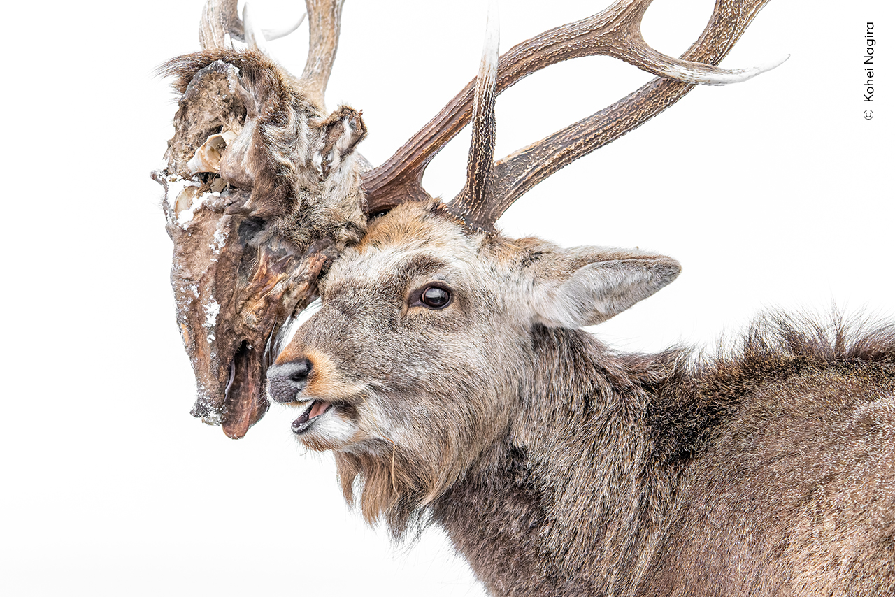A stag is framed against a brilliant white background. It is looking at the camera with its mouth slightly open, but attached to its antlers is the decapitated head of another stag.
