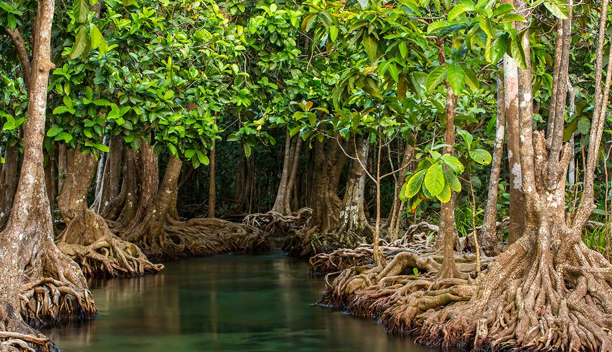 A mangrove forest