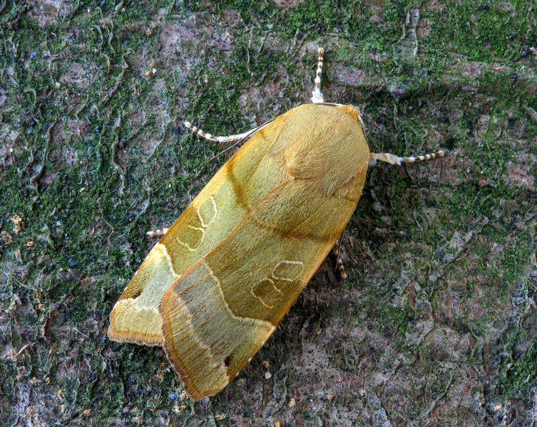 A yellow moth rests on a mossy surface