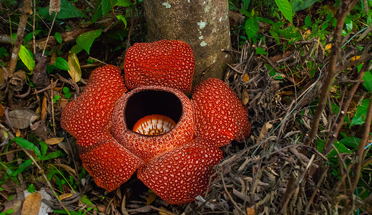 Giant padma (Rafflesia)