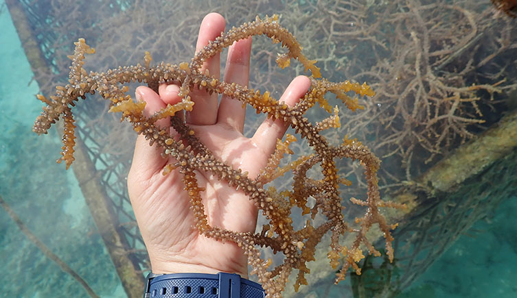 A hand holding seaweed in a seaweed farm