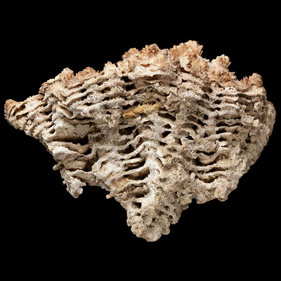 A bryozoan specimen that looks almost like a honeycomb of layers of matter in a vague fan-like shape. 