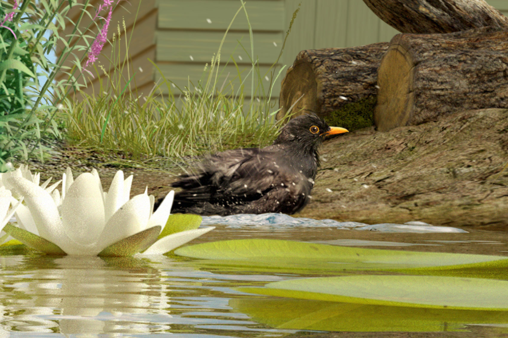 Illustration of a blackbird splashing about in a pond