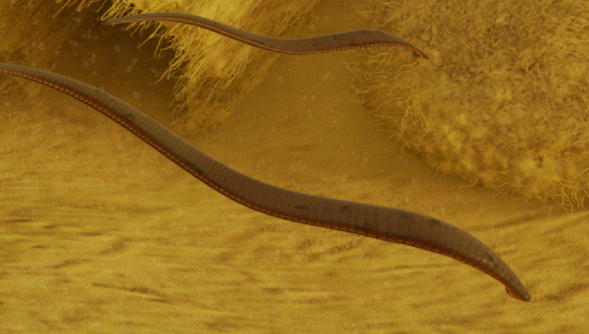 Illustration of horse leeches in a pond